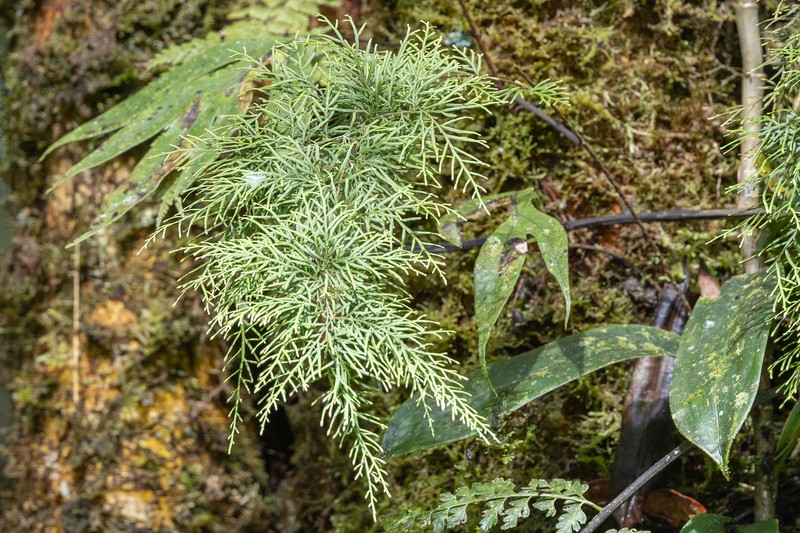 Selaginella angustiramea photo 2