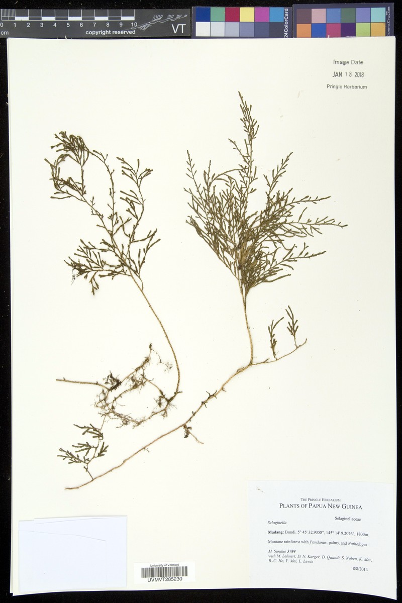 Selaginella angustiramea photo 3