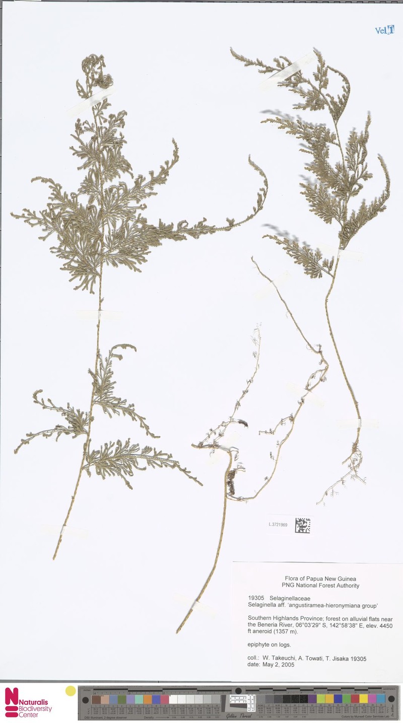 Selaginella angustiramea photo 4