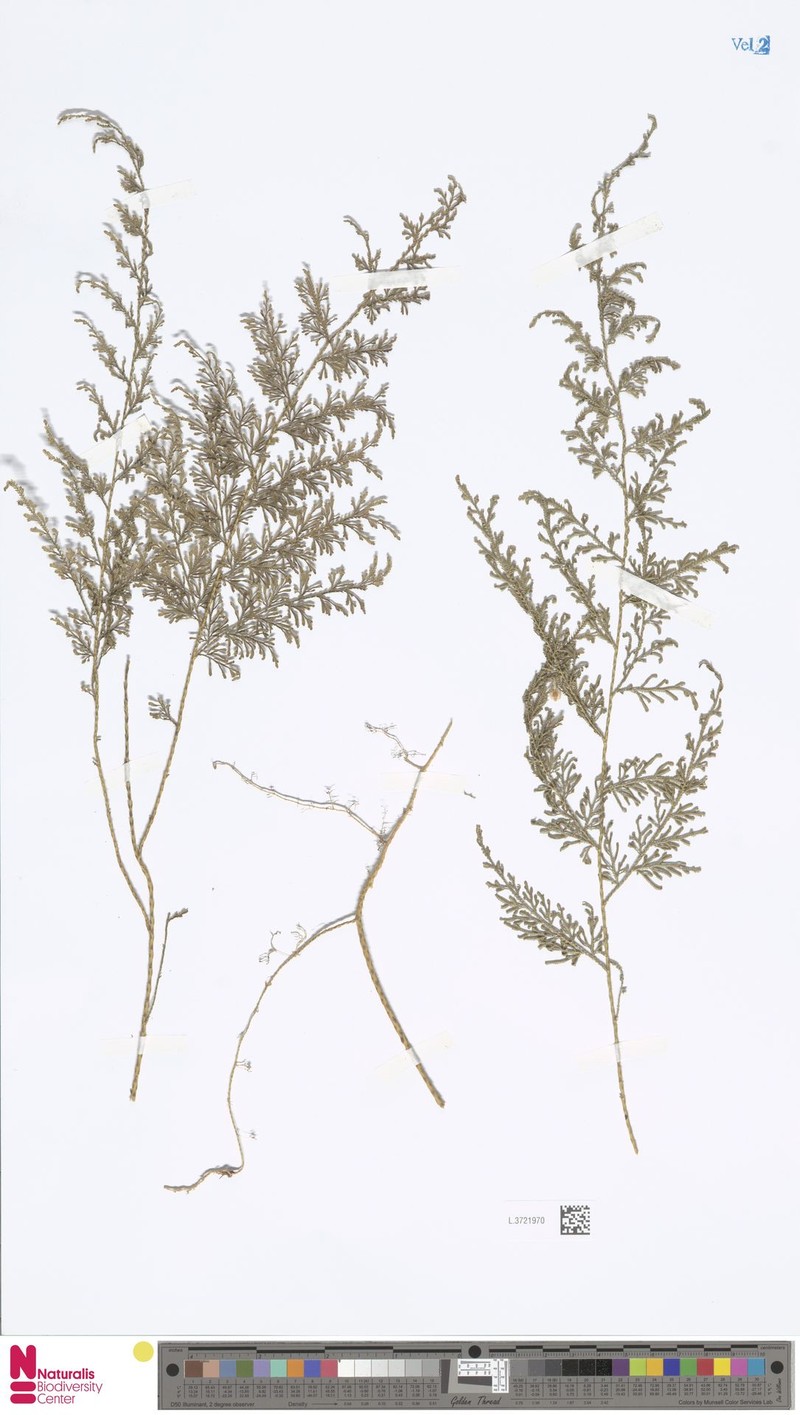 Selaginella angustiramea photo 5