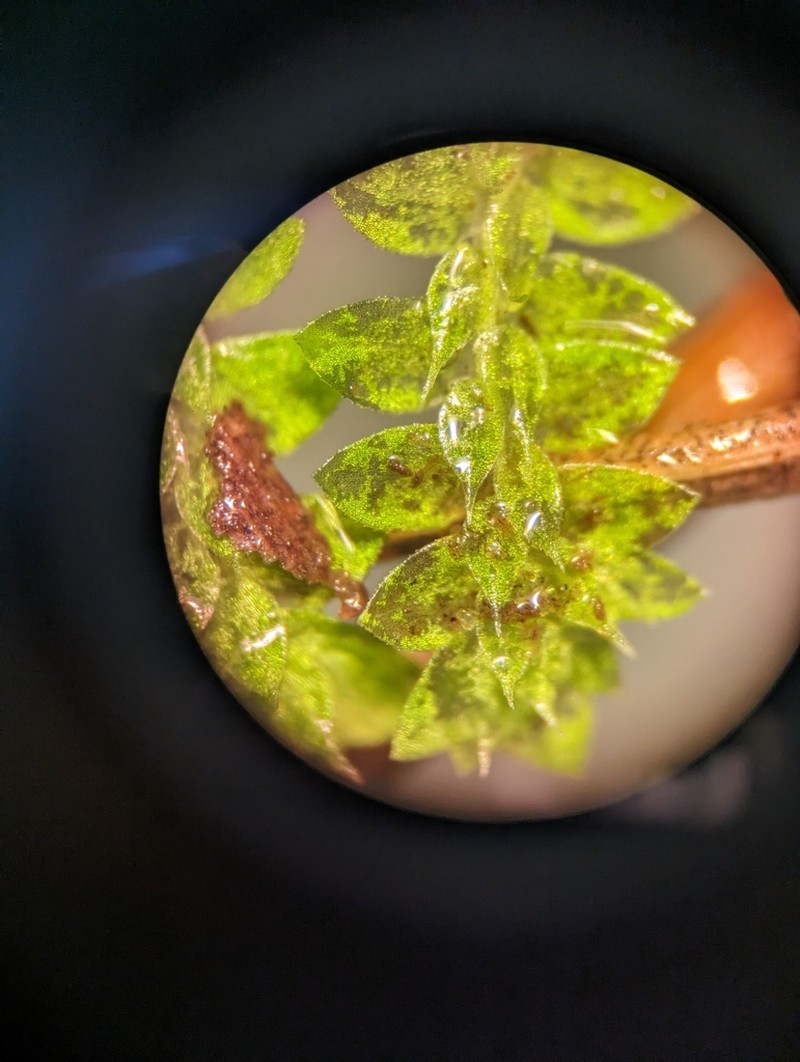 Meadow Spikemoss photo 4