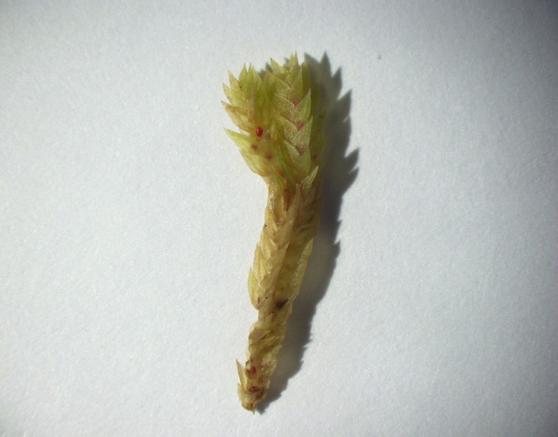 Meadow Spikemoss photo 5