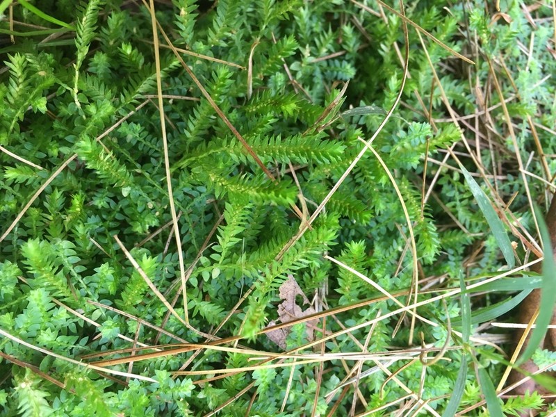 Meadow Spikemoss photo 6