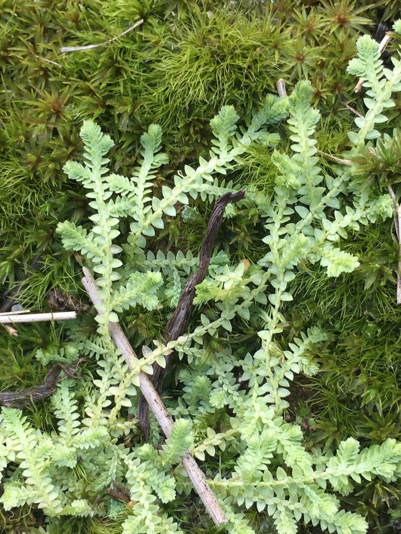 Meadow Spikemoss photo 7