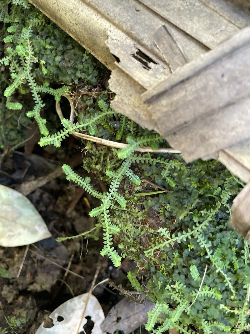 Meadow Spikemoss photo 8