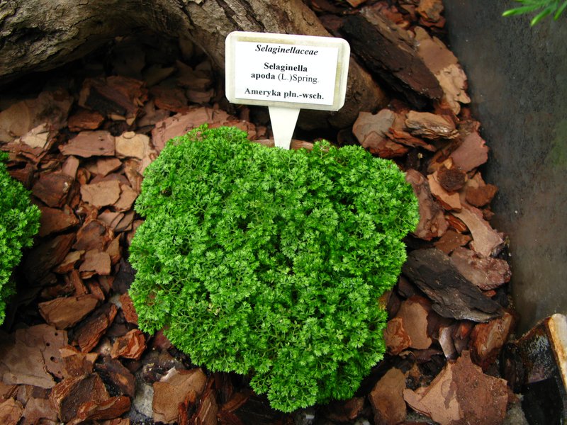 Meadow Spikemoss photo 4