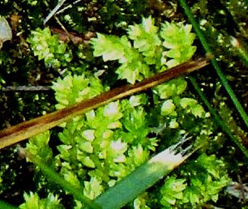 Meadow Spikemoss