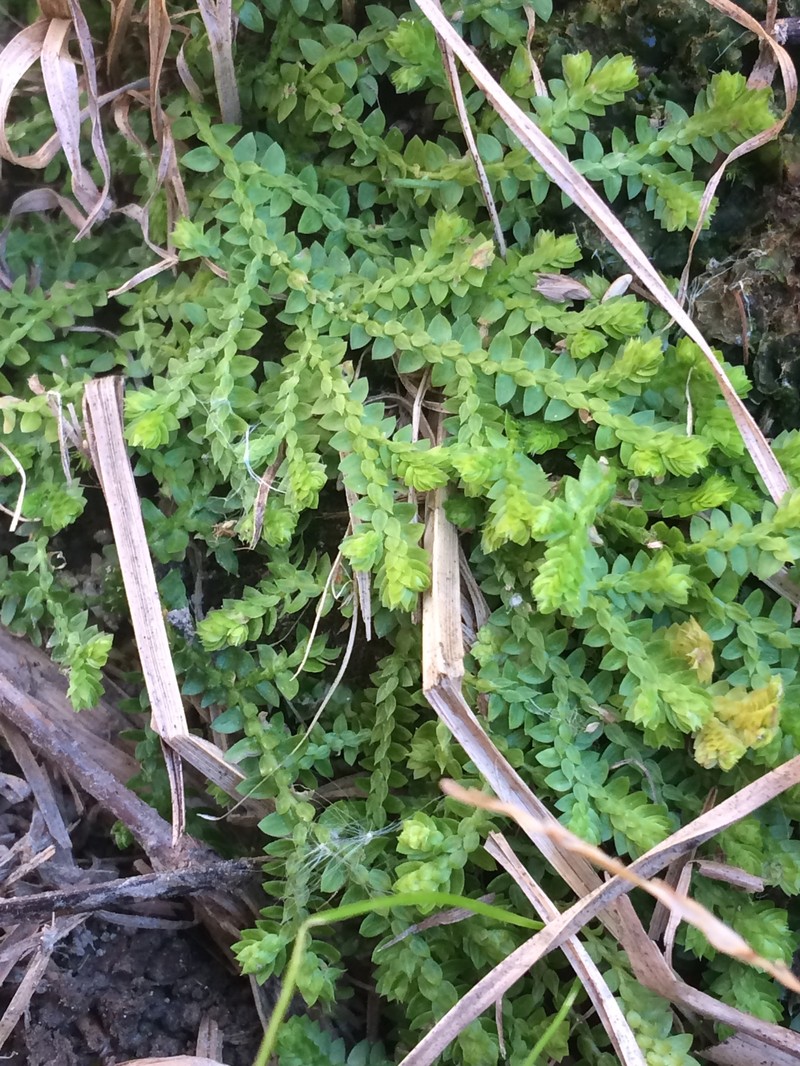 Meadow Spikemoss photo 2