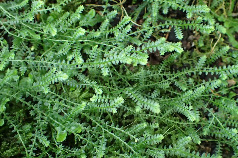 Meadow Spikemoss photo 3
