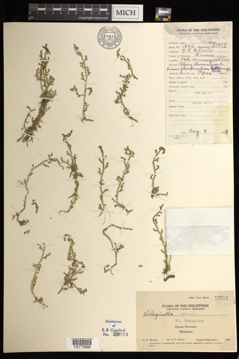 Selaginella apoensis photo 2