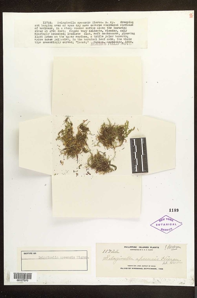 Selaginella apoensis