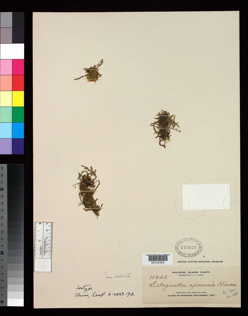 Selaginella apoensis photo 5