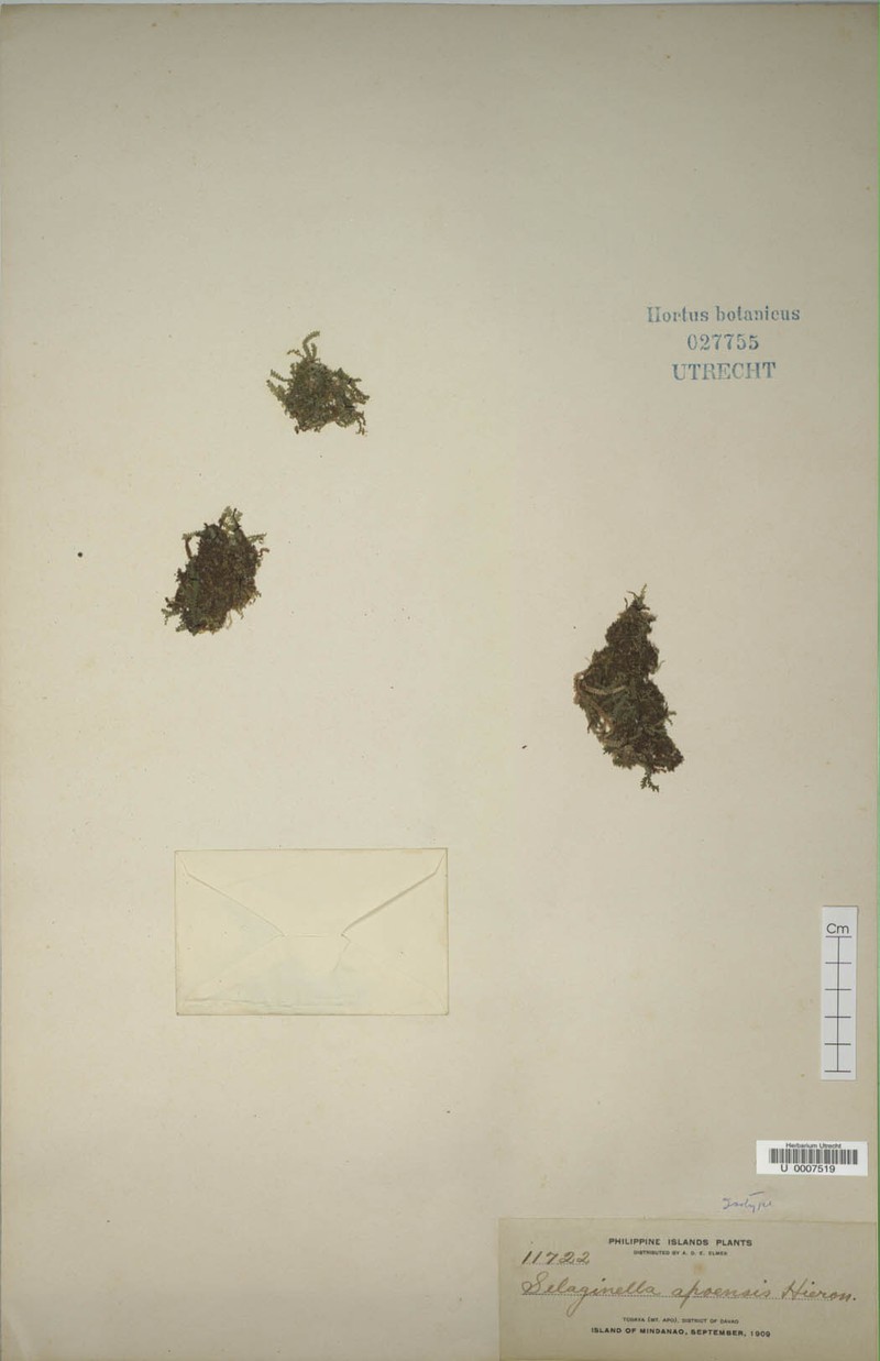 Selaginella apoensis photo 6