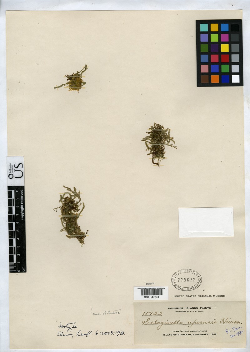 Selaginella apoensis photo 7