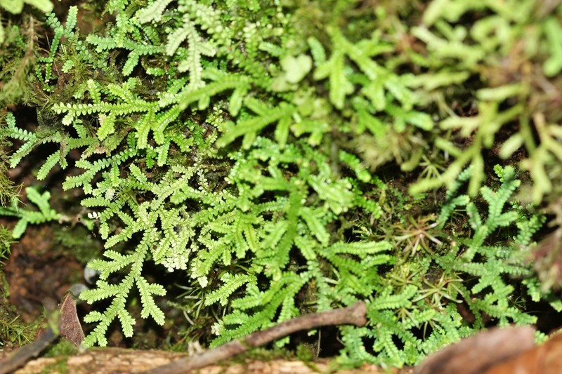 Selaginella applanata