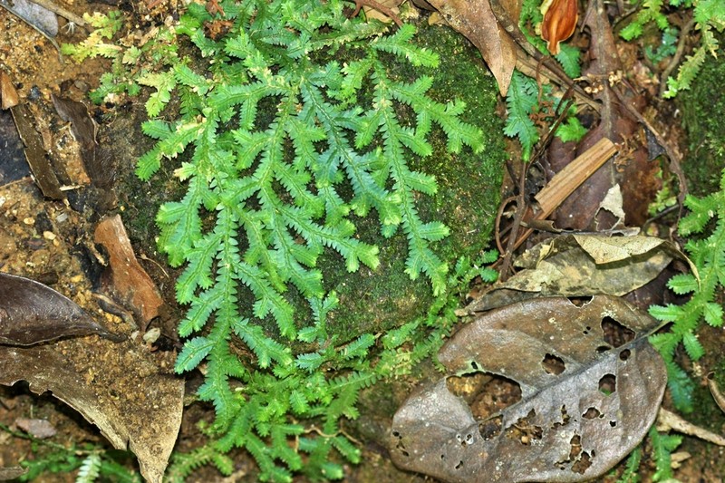 Selaginella applanata photo 2