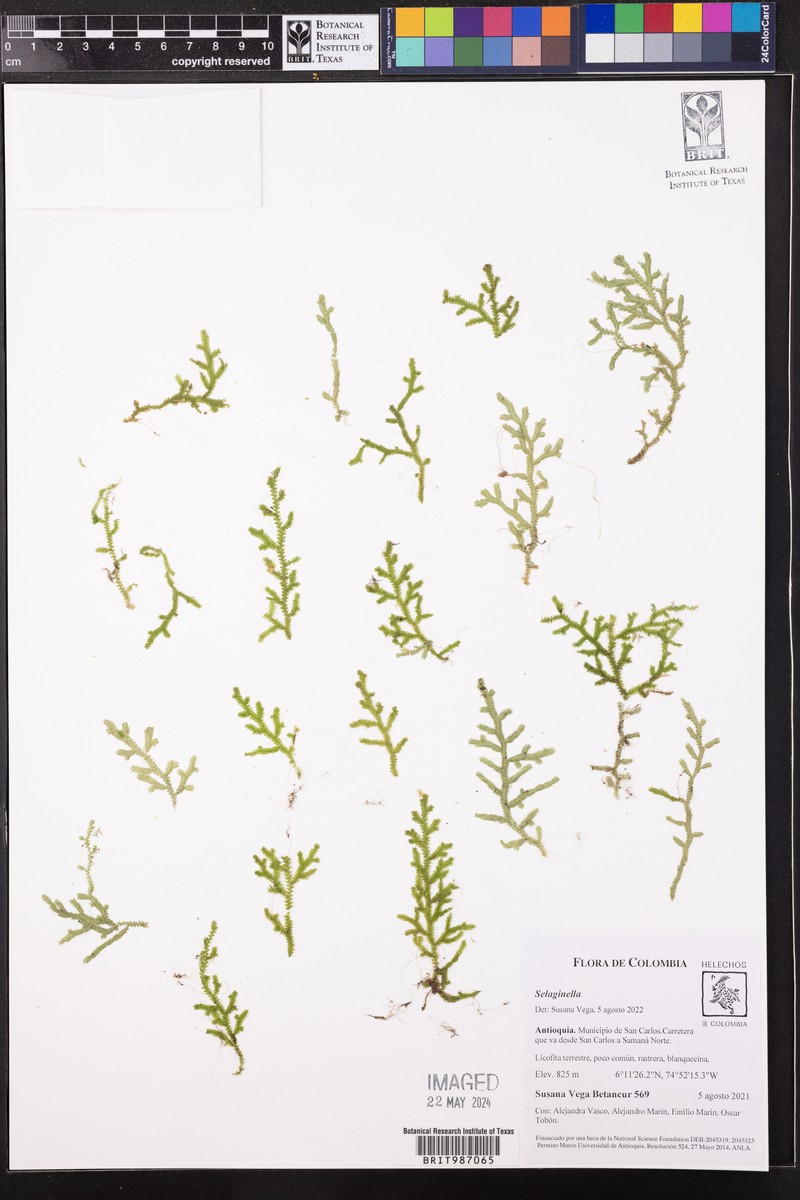 Selaginella applanata photo 3