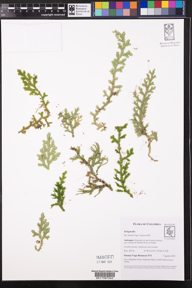 Selaginella applanata photo 4