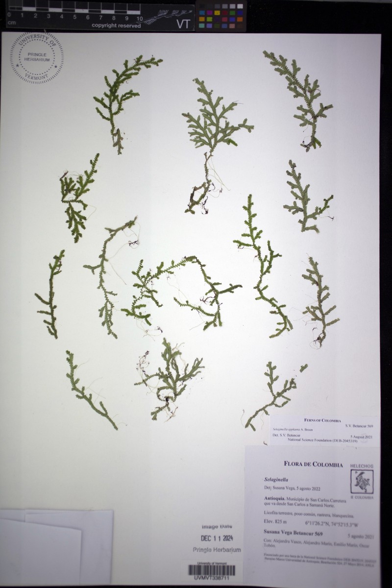 Selaginella applanata photo 5