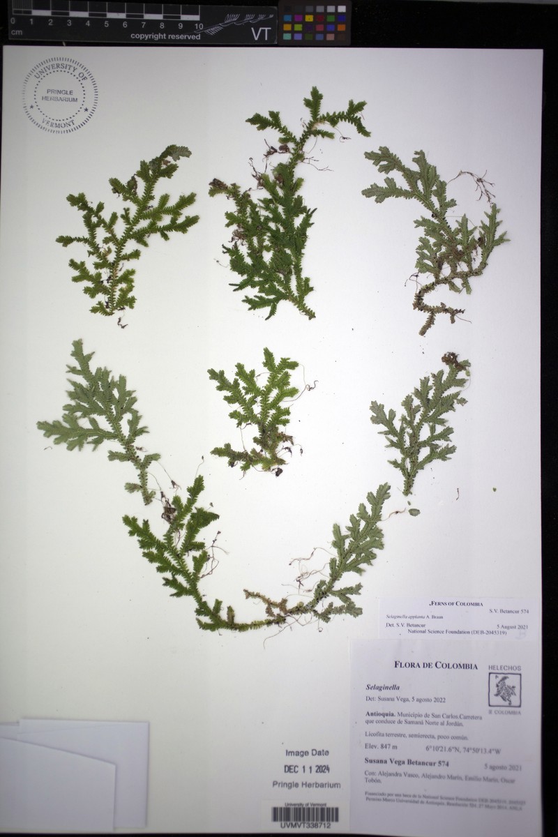 Selaginella applanata photo 6