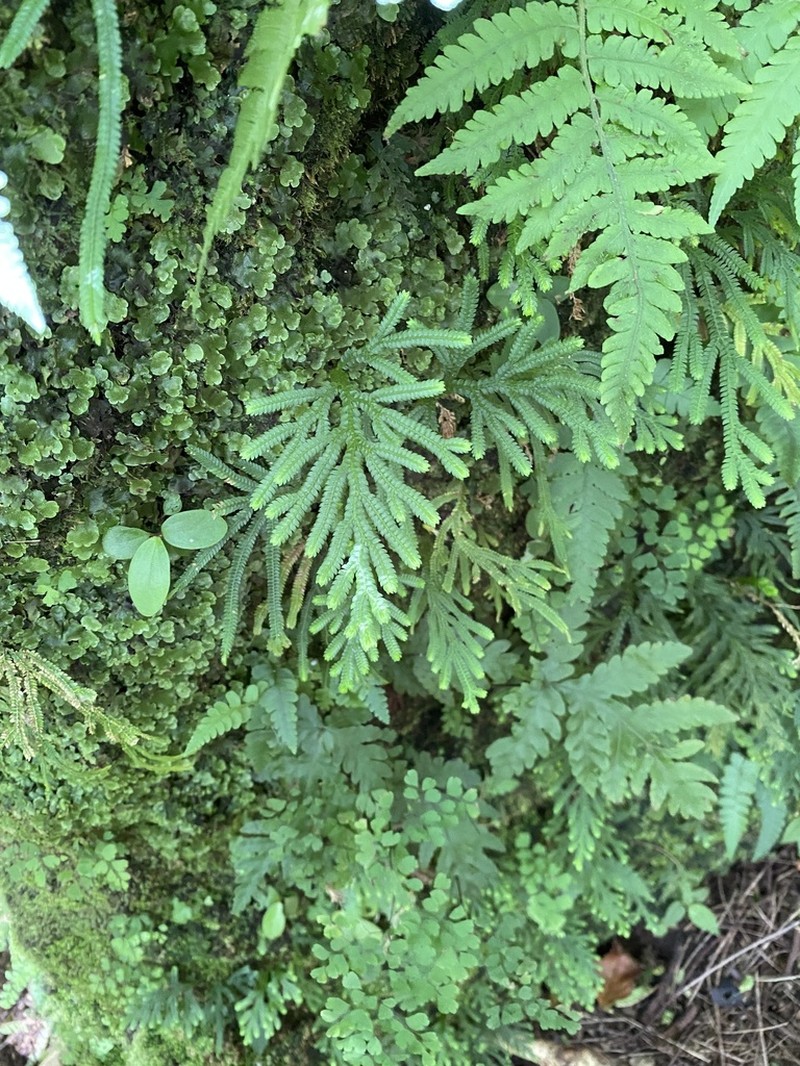 Dwarf Spikemoss