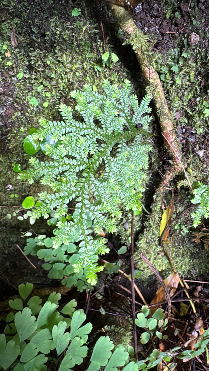 Dwarf Spikemoss photo 2