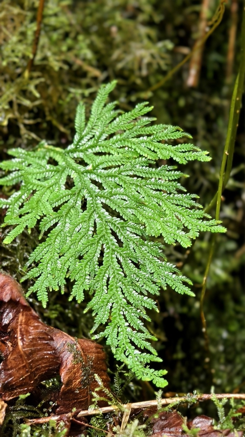 Dwarf Spikemoss photo 3