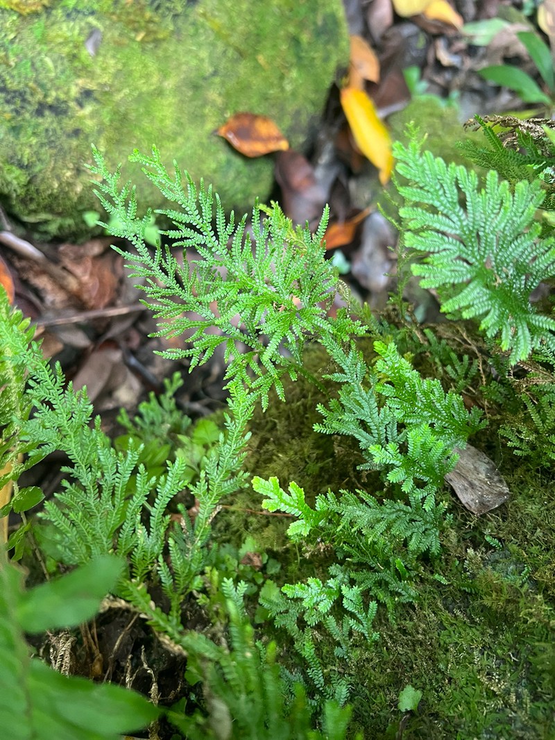 Dwarf Spikemoss photo 4