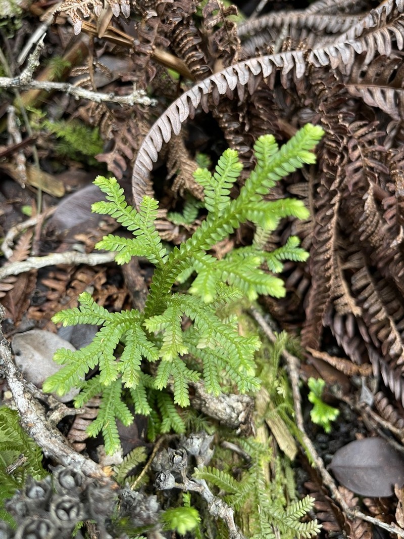 Dwarf Spikemoss photo 6