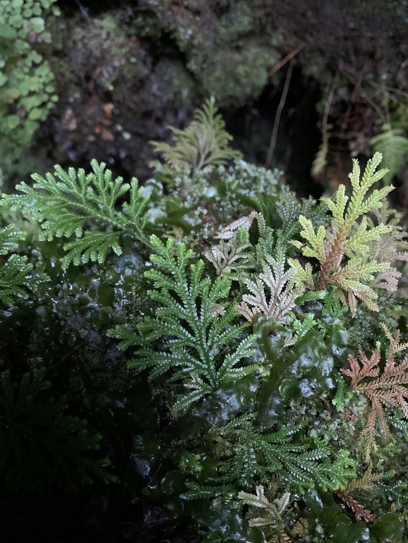 Dwarf Spikemoss photo 7