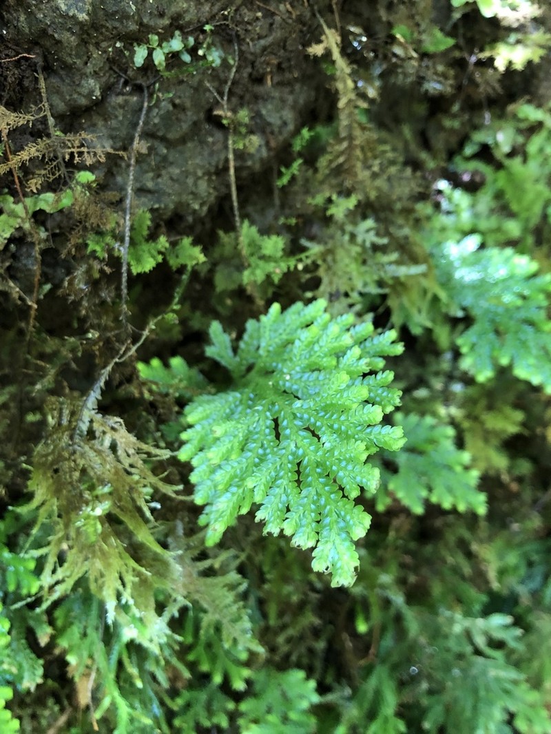 Dwarf Spikemoss photo 8