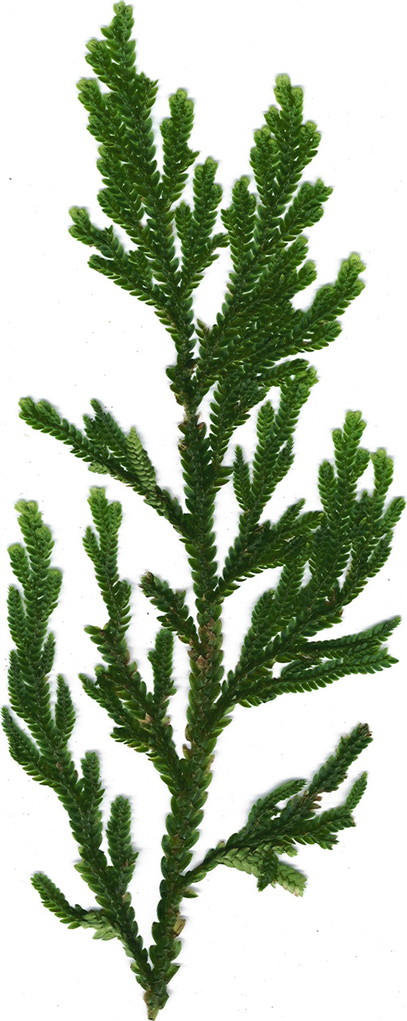 Dwarf Spikemoss