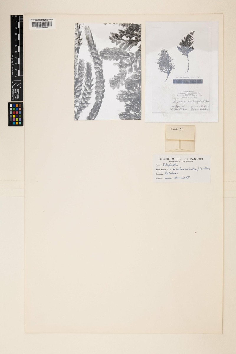 Selaginella arbusculoides photo 2