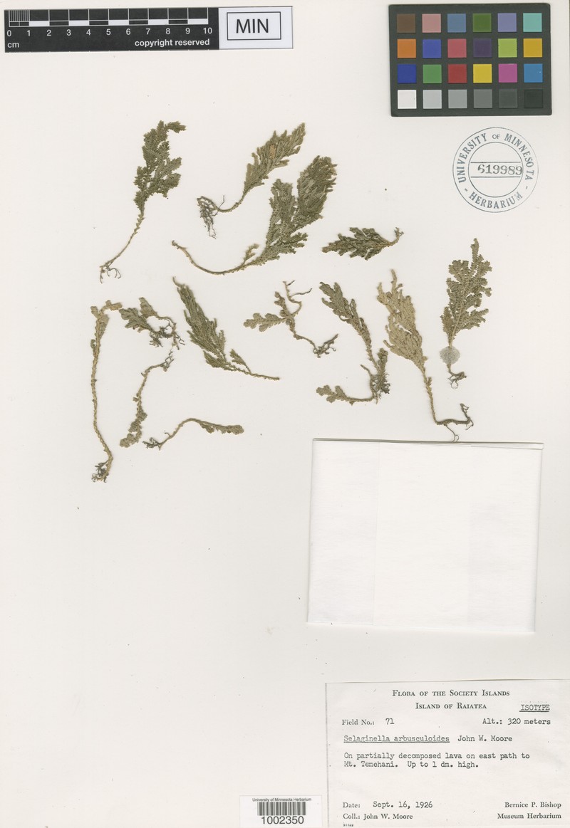 Selaginella arbusculoides photo 3