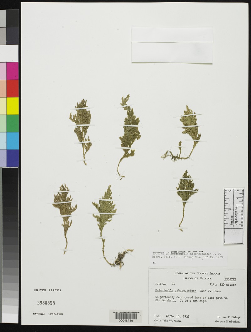 Selaginella arbusculoides