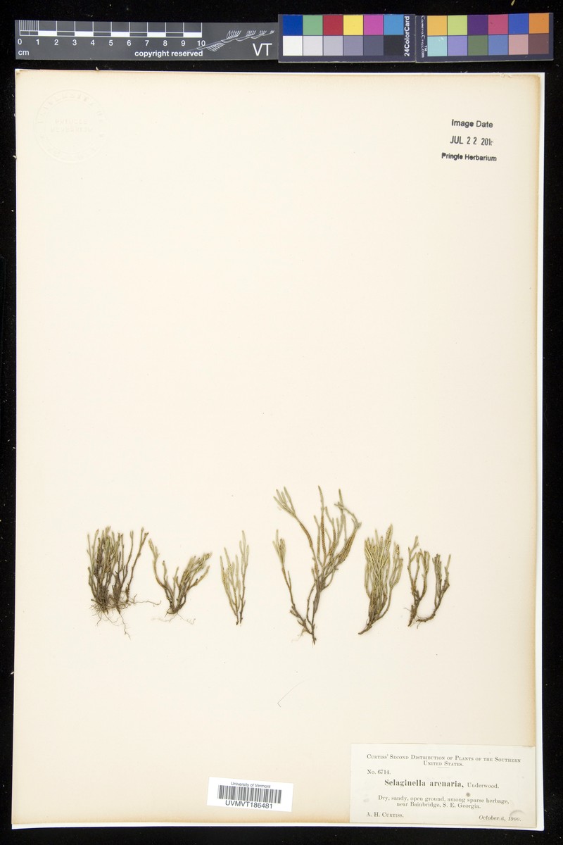Selaginella arenaria photo 2