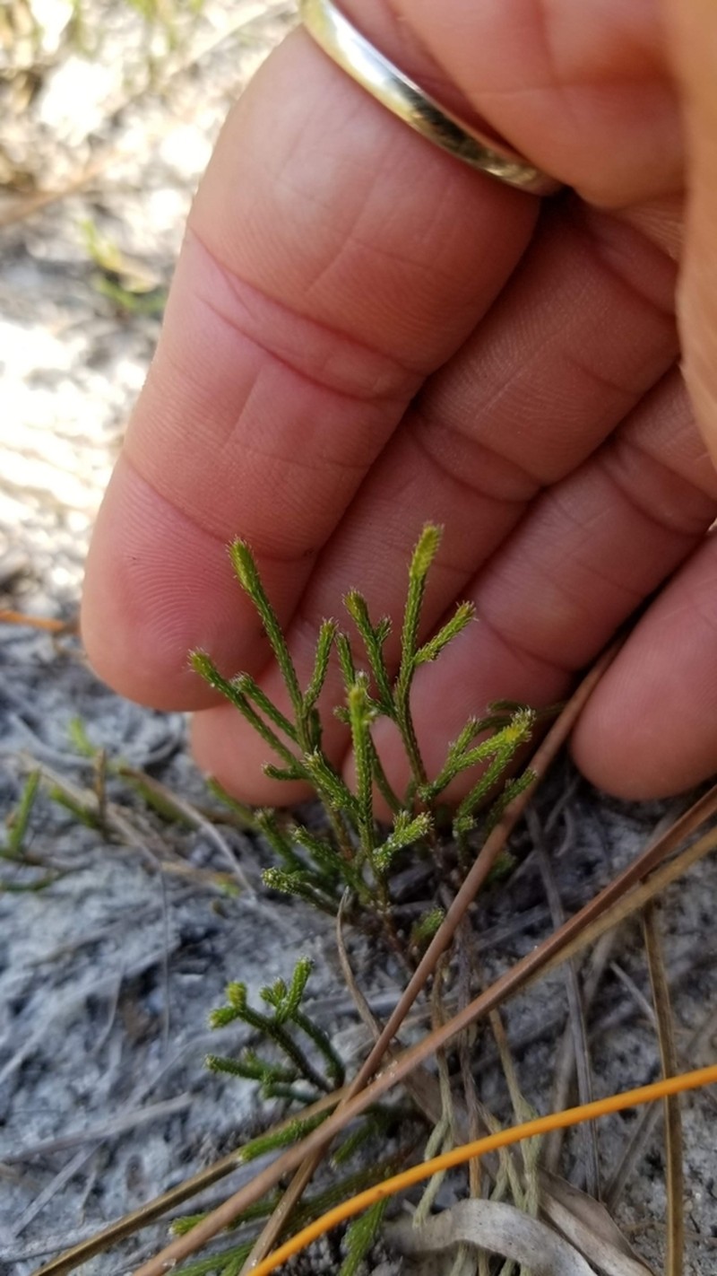 Sand Spikemoss photo 2
