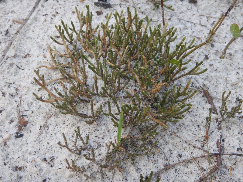 Sand Spikemoss photo 3