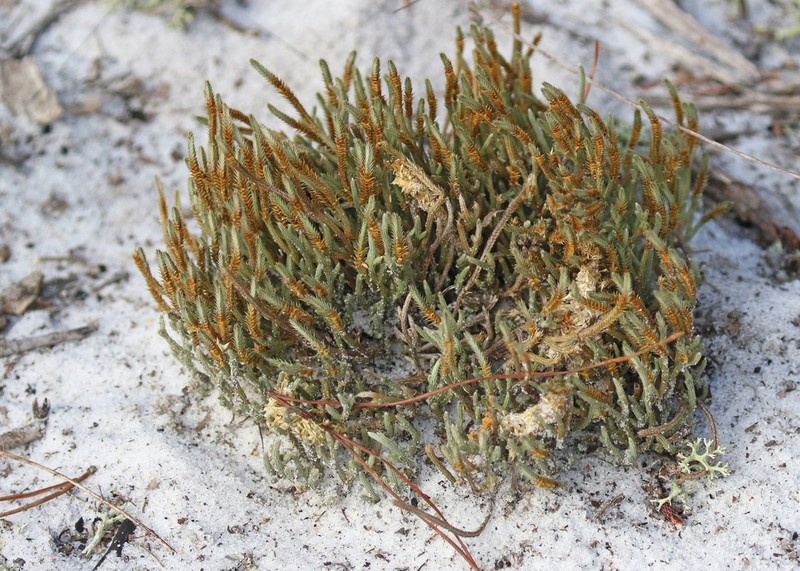 Sand Spikemoss photo 4