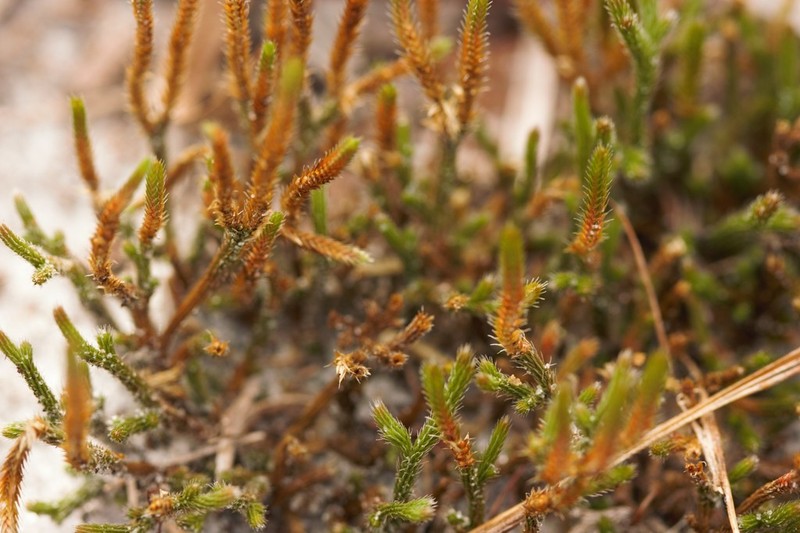 Sand Spikemoss photo 5