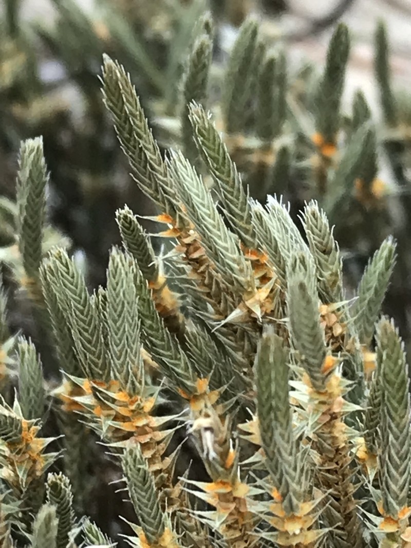 Sand Spikemoss photo 6