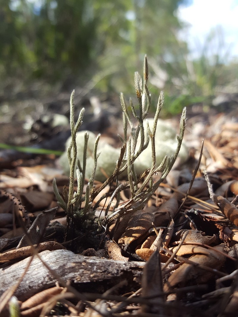 Sand Spikemoss photo 7