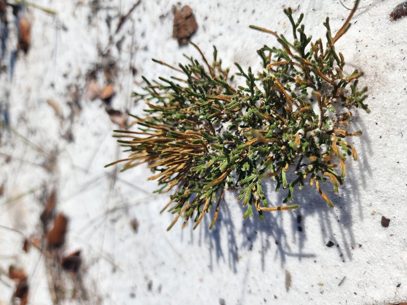 Sand Spikemoss