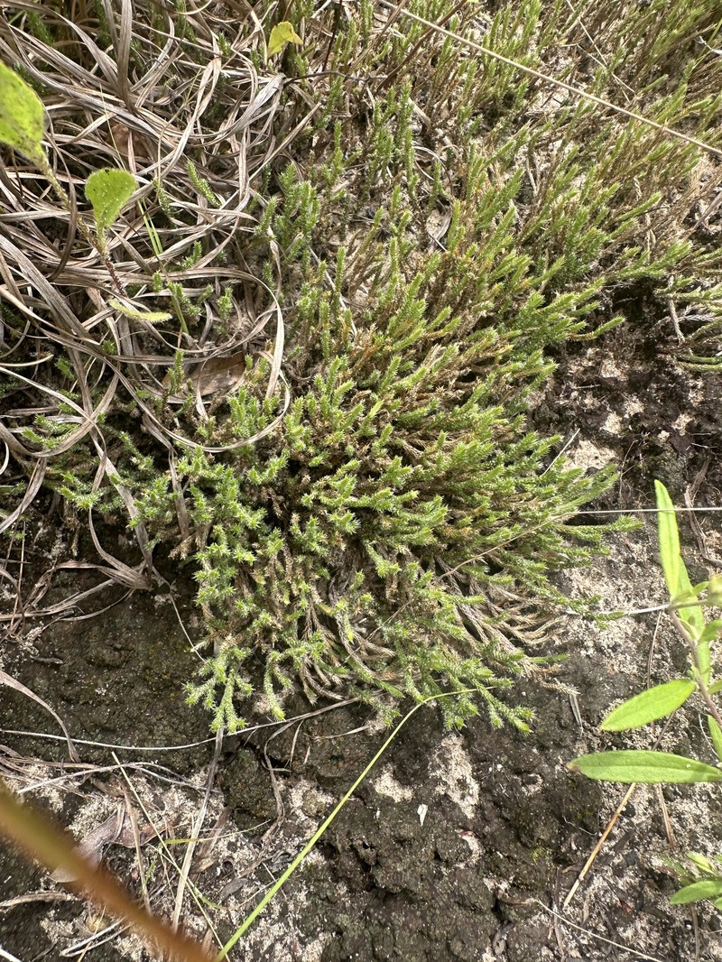 Selaginella arenicola subsp. riddellii