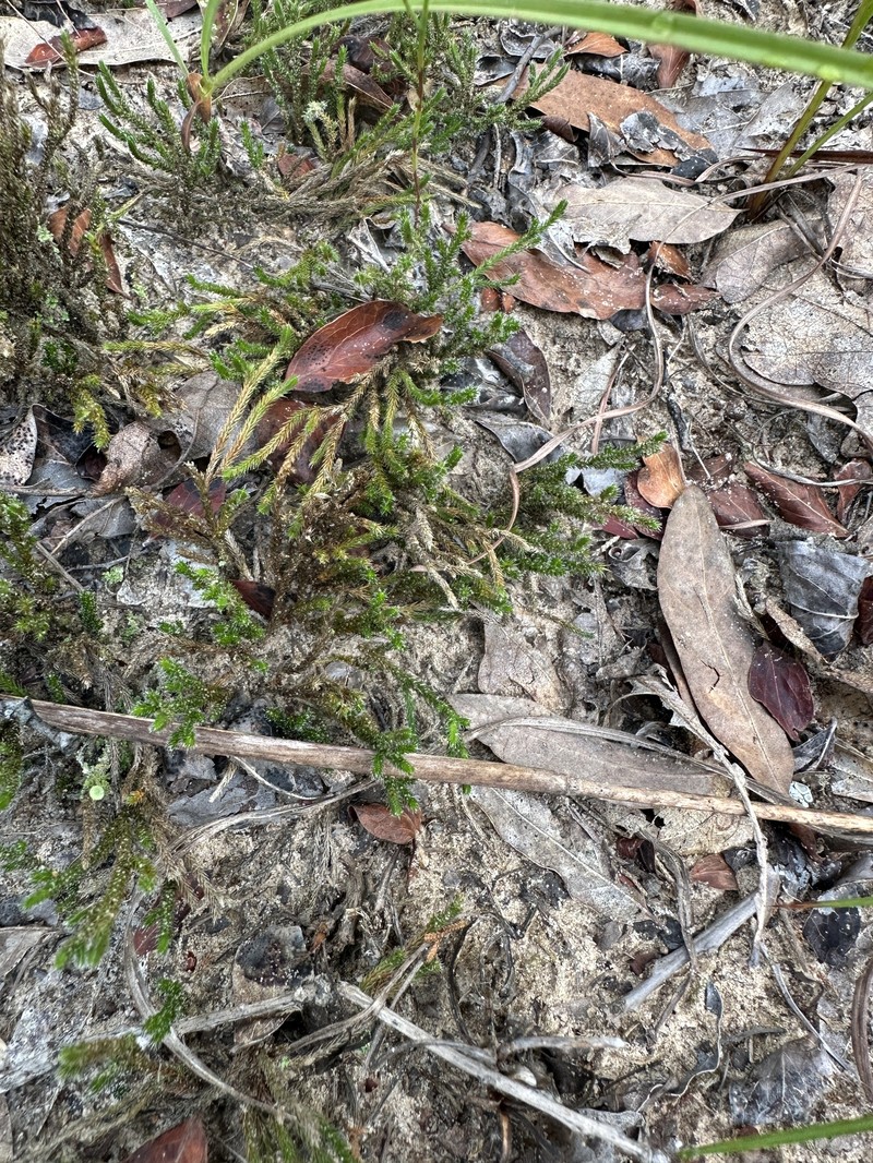 Selaginella arenicola subsp. riddellii photo 2