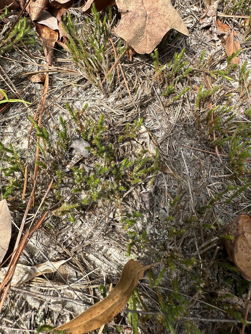 Selaginella arenicola subsp. riddellii photo 3