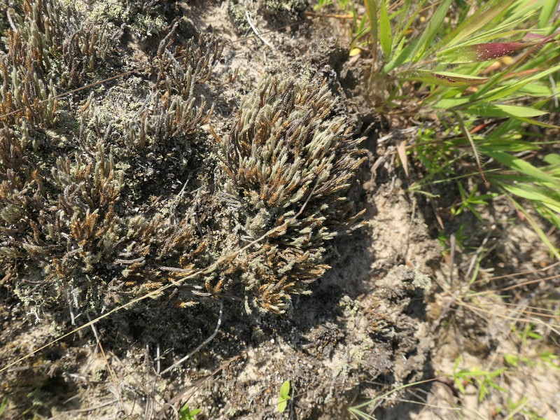 Selaginella arenicola subsp. riddellii photo 4