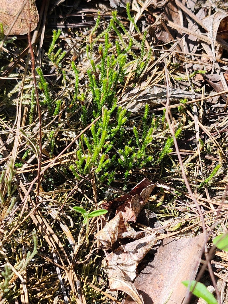 Selaginella arenicola subsp. riddellii photo 6