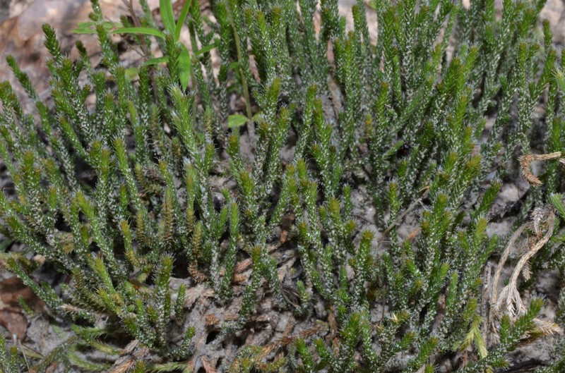 Selaginella arenicola subsp. riddellii photo 7