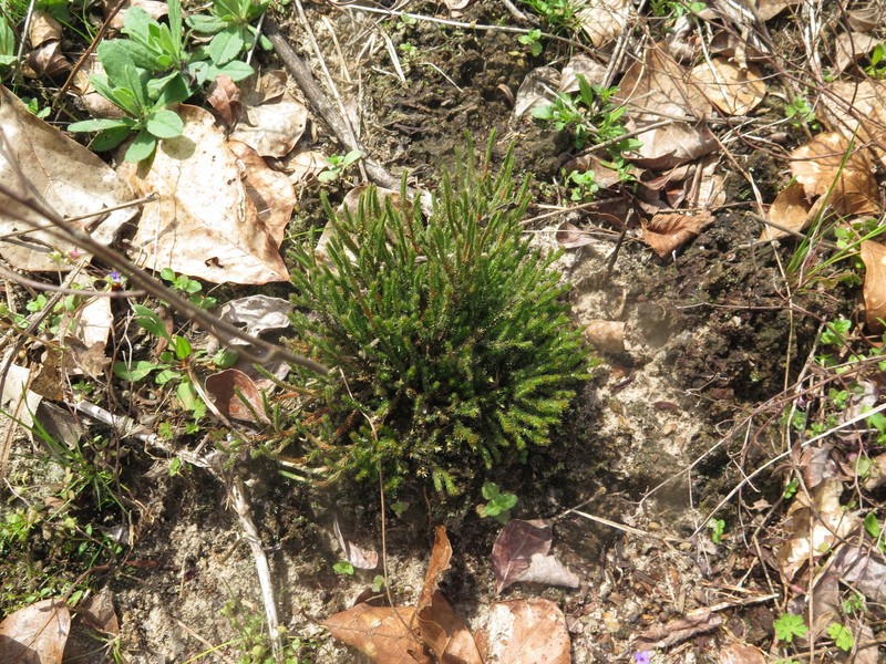 Selaginella arenicola subsp. riddellii photo 8
